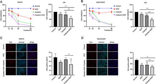 Figure 7 Effects of ESO combined with cisplatin on the proliferation of ovarian cancer cells. (A and B) The CCK-8 assay was used to detect the effects of ESO combined with cisplatin on the viability of SKOV3 and SKOV3/DDP cells for 12, 24, 48, and 96 h. (C and D) The EdU assay was used to detect the effect of ESO combined with cisplatin for 24 h on the proliferation of SKOV3 and SKOV3/DDP cells (magnification 100×). Data represent mean ± SD. **p<0.01, ***p<0.001.