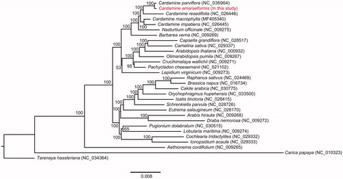 Figure 1. A phylogenetic tree was constructed based on 66 protein-coding sequences of 30 chloroplast genomes of Brassicales species using maximum likelihood (ML) with 1000 bootstrap replicates. Numbers in each node represented the bootstrap support values.