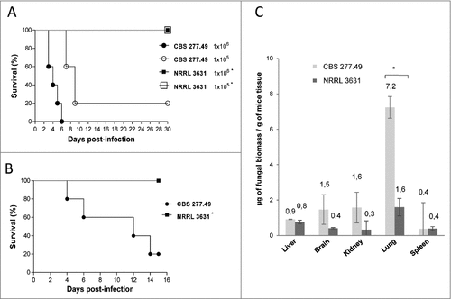 Figure 1. Virulence of M. circinelloides CBS277.49 and NRRL3631 strains in neutropenic murine host. Survival of mice infected (A) intravenously (i.v.) with 1 × 106 and 1 × 105 CFU of fungal strains and (B) intranasally (i.n.) with 5 × 107 CFU of fungal strains show significant lower virulence of NRRL 3631 (#) (p < 0.05). (C) Fungal biomass quantification of liver, brain, kidney lung and spleen 3 days after i.v. infection with 1 × 106 CFU/animal of CBS277.49 and NRRL3631 using real-time PCR. Data represent µg of fungal biomass respect 1 g of mice tissue biomass. Significant differences are indicated (#). Bars indicate the standard deviation from independent experiments.