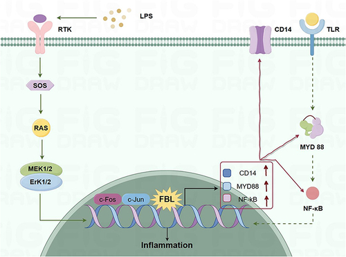 Figure 7 Potential mechanisms by which FBL promotes cellular inflammatory injury. FBL is positively regulated by the upstream RAS/MAPK signaling pathway, and FBL further promotes cellular inflammatory responses and cellular injury by upregulating important target genes related to the NF-kB signaling pathway. The signaling pathway upstream of FBL is indicated by the green solid line, and downstream regulatory molecules are indicated by the red solid line.