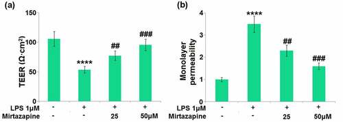 Figure 4. Effect of Mirtazapine on LPS treatment-induced cell permeability in Bend.3 brain endothelial cells. Cells were treated with LPS (1 μM) in the absence or presence of Mirtazapine (25, 50 μM). (a). TEER on the endothelial monolayer was measured; (b) Monolayer permeability was measured using FITC-dextran permeability assay (****, P < 0.001 vs. normal mice group; ##, ###, P < 0.01, 0.005 vs. LPS treatment group).