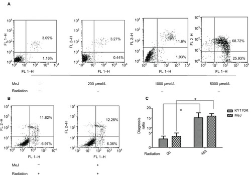 Figure 5 The distribution of apoptotic KY170R cells before and after radiation.Notes: (A) The cell apoptosis analysis of KY170R cells treated before radiation (n=3). Apoptotic ratio of cells increased when MeJ density increased (from 0 to 5000 μmol/L). Apoptotic rates between 200 µmol/L and control group were not significantly different (P>0.05). (B) The cell apoptosis analysis of KY170R cells treated 48 h after radiation (n=3). Apoptotic rates between drug group and control group were not significantly different (P>0.05). (C) Radiation of 4 Gy could increase the apoptotic rate of cells, while cells pretreated with 200 μmol/L MeJ did not exhibit an increase in the apoptotic rate (P>0.05); *P<0.05.Abbreviations: MeJ, methyl jasmonate; IR, irradiation.