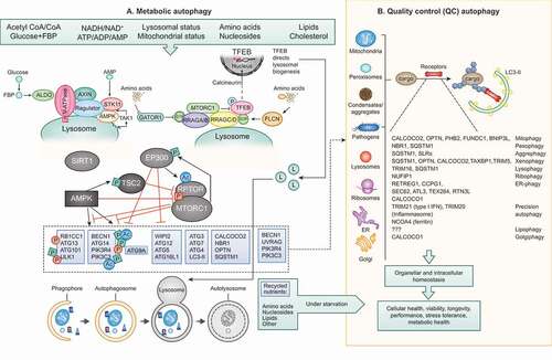 Figure 1. Metabolic autophagy vs QC autophagy. (A) Metabolic autophagy is a response to diminishing sources of indicated nutrients and energy. AMPK and MTOR are at the center of responses and both along with their regulatory circuitry are located on lysosomes. Note: canonical activation of AMPK in response to AMP occurs in the cytosol (dashed arrow), whereas its noncanonical activation occurs on lysosomes in response to glucose starvation via ALDO (aldolase)-V-ATPase-AXIN-STK11/LKB1 or in response to lysosomal damage via MAP3K7/TAK1. Regulatory circuitry is indicated. TFEB is phosphorylated by MTOR and retained in the cytosol, but when nutrients are sparse and MTOR inactive, TFEB translocates to the nucleus stimulating lysosomal biogenesis. The autophagy systems (see text for definition of different protein complexes) are under control of AMPK, EP300, SIRT1 and MTOR, thought to be responsible for conducting metabolic (“bulk”) autophagy that digests macromolecules upon fusion with lysosomes to recycle/supply nutrients during starvation. Dashed box and arrow in (A) indicate engagement of components of the basal autophagy apparatus with QC autophagy in (B). (B) Quality control (QC) autophagy removes a variety of specific cytoplasmic targets, with individual cargos depicted along with their “selective autophagy” names as well as the cargo receptors implicated in each case. Both metabolic and QC autophagy contribute to cellular health and fitness.