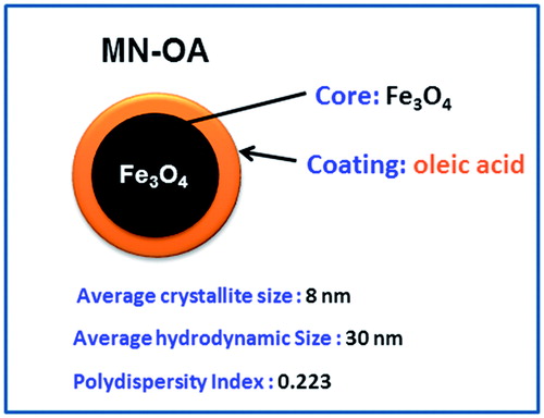 Scheme 1. Scheme for MN-OA formulation and its properties.