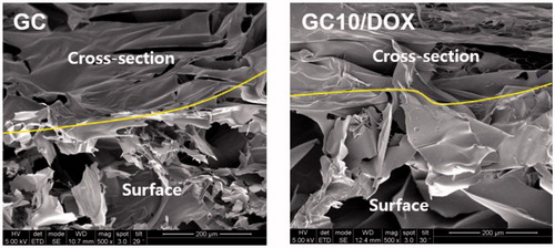 Figure 3. FE-SEM images of freeze-dried GC and GC10/DOX observed at 500 ×.