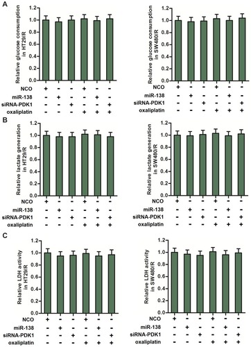 Figure 5 MiR-138 and siRNA-PDK1 failed to change the glycolysis level of HT29/R and SW480/R. (A) MiR-138 and siRNA-PDK1 exhibited no activity on glucose consumption of HT29/R and SW480/R cells. (B) MiR-138 and siRNA-PDK1 failed to change the lactate generation in HT29/R and SW480/R cells. (C) MiR-138 and siRNA-PDK1 failed to change the LDH activity in HT29/R and SW480/R cells.Note: Data were expressed as mean±SD.Abbreviations: LDH, dehydrogenase; siRNA, small interfering RNA; PDK1, pyruvate dehydrogenase kinase 1.