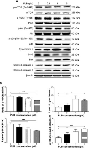 Figure 21 Effects of PLB treatment on the expression and phosphorylation levels of PI3K, Akt, mTOR, p38MAPK, and cytochrome c in PC-3 cells.