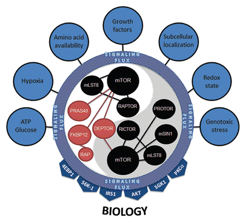 Figure 7 mTORC1 and mTORC2 integrate multiple inputs and stimulate numerous effectors. Seven major categories of inputs signal to mTOR complexes. Their combined inputs are viewed as aggregate signaling flux that is ultimately interpreted by both mTORC1 and mTORC2. The dynamics of this interpretation most likely involve changes in the protein expression level of positive (black) and negative (red) regulators of mTOR kinase activity, post-translational modification of mTORC members, binding of complexes to downstream effectors or, most likely, a combination of all of these. mTOR complexes then activate downstream signaling effectors based on their interpretation of the aggregate signaling flux flowing into mTORC1 and mTORC2. The 4EBP1, S6K-1, IRS1, AKT, SGK1 and PKCαy effectors coalesce to illicit the proper cellular biology (e.g., ribosome biogenesis, translation, growth, proliferation, survival, autophagy, lipid biogenesis, cytoskeletal changes, angiogenesis).