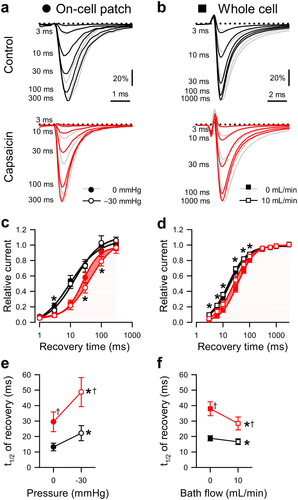 Figure 3. Effects of capsaicin on mechanosensitivity of NaV1.5 inactivation recovery time. (a-b), Representative NaV1.5 currents at −20 mV in a cell-attached patch (a, ●) or −30 mV in a whole cell (b, ■), elicited after recovering from the control step for 3–300 ms at −120 mV (a) or 3–1000 ms at −130 mV (b). Na+ currents were recorded at rest (gray) or with force (black and red traces: a, −30 mmHg pressure; b, 10 mL/min shear stress) in the presence of 0 µM (top) or 20 µM capsaicin (bottom). (c-d), Normalized peak Na+ current versus recovery time in the presence of 0 µM (black) or 20 µM capsaicin (red), at 0 (●) or −30 mmHg pressure (○) in the patch (c) or at 0 (■) or 10 mL/min (□) shear stress in whole cells (d). (e-f), Inactivation recovery times (t1/2) versus 0 or −30 mmHg pressure in the patch (e) and 0 or 10 mL/min shear stress in whole cells (f) with 0 µM (black) or 20 µM capsaicin (red). n = 8–11 cells, *P < 0.05 comparing 0 to −30 mmHg or 0 to 10 mL/min, †P < 0.05 comparing 0 to 20 µM capsaicin by a 2-way ANOVA with Tukey posttest.