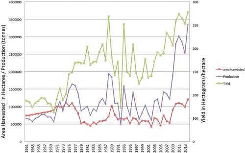 Figure 2. Maize production, cropped area in hectares, and yield in hectograms/hectare in Zambia, UN Food and Agriculture country statistics from the FAO statistics database (FAO, Citation2016b).