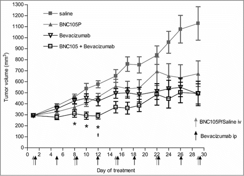 Figure 2. The combination of BNC105P with bevacizumab results in significant tumor growth inhibition of MDA-MB-231 xenografts in female Balb/c nude mice. Tumors were grown to approximately 300 mm3 prior to treatment. On day 1 of treatment, animals (n = 10/group) were treated with either saline, BNC105P, bevacizumab or BNC105P and bevacizumab. Mean ± SEM represented. Significant inhibition of tumor growth by the combination compared to BNC105 (*) and Bevacizumab (ᵼ) indicated.