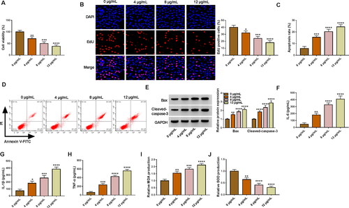 Figure 2. LPS treatment caused HK2 cell injury. (A-J) HK2 cells were evoked to different concentrations of LPS (0, 4, 8 and 12 µg/mL) for 24 h. (A-B) Cell proliferation was checked by using CCK-8 and EdU assays. (C,D) Flow cytometry was implemented for cell apoptosis analysis. (E) The protein levels of Bax and Cleaved-caspase-3 was gauged by western blot analysis. (F–H) ELISA analysis were performed to measure the levels of IL-6, IL-1β and TNF-α. (I–J) The levels of MDA and SOD was analysed via using commercial kits. *p < 0.05, **p < 0.01, ***p < 0.001, ****p < 0.0001.