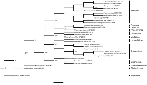 Figure 1. The phylogenetic tree of Aphididae using all mitochondrial protein-coding genes and Aleyrodidae as an outgroup. Numbers indicate the posterior probabilities of the topology. GenBank accession numbers and subfamily affiliations were indicated to the right of the terminals.