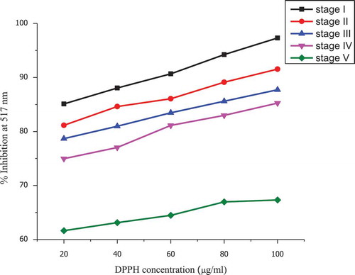 FIGURE 1 DPPH radical scavenging activity of culinary banana peel at various developmental stages.