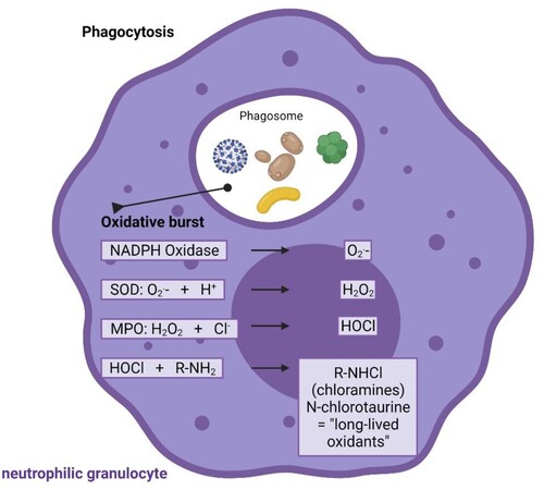 Figure 1. Endogenous origin of NCT. NCT is formed in activated human granulocytes and monocytes via an enzymatic cascade, the oxidative burst. Subsequent to superoxide (O2.-) and hydrogen peroxide (H2O2), the highly reactive hypochlorite (HOCl) is created by myeloperoxidase (MPO), which among others reacts with amino compounds to form less reactive chloramines, also named long-lived oxidants. NCT is the main representative of these chloramines. SOD superoxide dismutase. Figure 1 was made in ©BioRender – biorender.com.