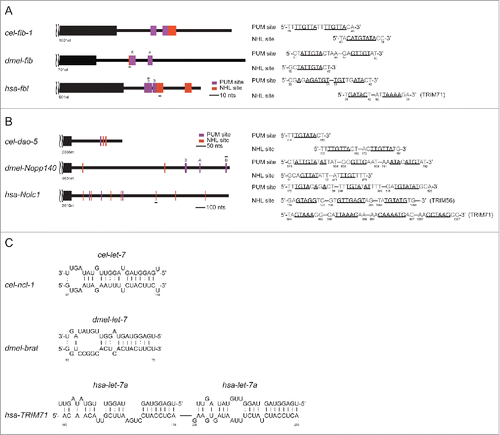 Figure 4. Evolutionary conservation among C. elegans, Drosophila and human of the regulatory cascade including let-7, TRIM/NHL, and fibrillarin as well as dao-5/nopp140/Nolc1. (A and B) The presence of PUM and NHL sites in fib-1/fib/fbl 3′-UTR (A) and in dao-5/nopp140/Nolc1 3′-UTR (B) is depicted. (C) The let-7 binding sites in cel-ncl-1, dmel-brat and hsa-TRIM71 are indicated. let-7 binding sites on hsa-TRIM71 have also been reported previously.Citation46