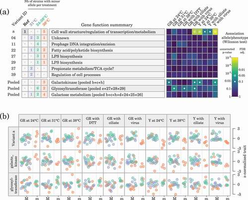 Figure 3. Association between genetic variants observed in at least two sequenced genomes and phenotypes. (a) Distributions of variants across evolutionary treatments and association between alleles and phenotypic traits (GR, growth rate; Y, yield). ‘Pooled’ variants are variants affecting the same enzyme or function. (b) Detailed illustration of the association between major (M) and minor (m) alleles and phenotypes for variant a and for the ‘pooled’ variants related to the galactokinase and to the glycosyltransferase. Data point colours correspond to the evolutionary treatment of each strain.