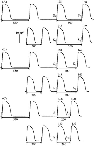 Figure 4. Extrasystolic stimulation protocol applied at variable basic drive cycle length. Left ventricular epicardial monophasic action potentials (MAP) were recorded upon programmed S1-S2 stimulations. Each MAP recording shows the last three regular (S1) beats in a basic drive train, followed by extrasystolic (S2) beat evoked at S1-S2 coupling stimulation intervals of 500 ms (panel A), 400 ms (panel B), and 260 ms (panel C). The moments of regular and extrasystolic stimulations are indicated by vertical dotted lines and dashed lines, respectively. The cycle length (S1-S1 interval) used in a basic drive train was 550 ms (upper fragment in each panel) and 300 ms (lower fragment in each panel). The numbers (ms) above MAP recordings indicate action potential duration at 90% repolarization (APD90) in regular and extrasystolic beats. Note that APD90 in regular beats is longer while pacing at S1-S1 cycle length of 550 ms as compared to 300 ms. Also note that at comparable S1-S2 coupling stimulation intervals, APD90 in extrasystolic beat is greater when S2 is applied after a train of pulses with S1-S1=550 mss, as compared to stimulations at S1-S1=300 ms.