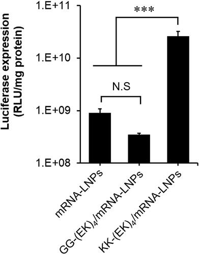 Figure 7. In vitro luciferase expression of KK-(EK)4/mRNA-LNPs in A549 cells. The cells were treated with mRNA-LNPs (0.1 μg as mRNA) for 24 h. Data are presented as the mean ± SD for triplicate experiments. ***p < 0.001.