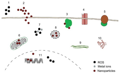 Figure 1 Targets for cytotoxicity of nanoparticles (NPs).Notes: NPs may act through extracellular generation of reactive oxygen species (ROS) (1), they may physically damage the plasma membrane by causing holes (2) or bind to membrane proteins like nicotinamide adenine dinucleotide phosphate-oxidase (3), Ca2+ channels (4), and membrane receptors (5), thereby inducing oxidative signaling, increasing intracellular Ca2+ levels and activating second-messenger cascades. Inside the cells, NPs may interfere with mitochondrial metabolism (6), causing generation of radicals and induction of apoptosis. Intracellular ROS generation by NPs or by metals from lysosomal degradation (7) as well as lysosomal disruption (8) and direct binding to components of the cytoskeleton (9) and the induction of structural alterations of proteins (10) are additional modes of toxic actions. In the nucleus, interference with the transcription machinery and oxidative damage of the DNA (11) may occur.