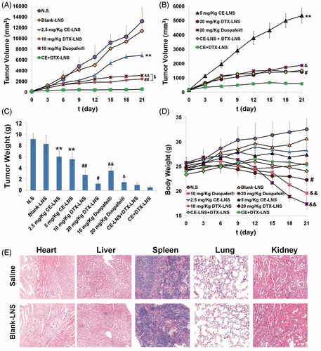 Figure 6. The antitumor effect of CE + DTX-LNS in B16 tumor bearing mice in vivo and the histological evaluation. Mice treated with CE-LNS (2.5/5 mg/kg), DTX-LNS (10/20 mg/kg), Duopafei® (10/20 mg/kg), physical mixture of CE-LNS + DTX-LNS, Blank-LNS and N.S were served as controls (n = 5). (A) and (B) Tumor volume; (C) Tumor weight; (D) Body weight change. (E) Representative microscopy images of H&E-stained histological sections treated with saline and Blank-LNS (n = 3). The magnification was 100. Note: ** p < 0.01, statistically significant difference between CE-LNS and CE + DTX-LNS; # p < 0.05, ## p < 0.01, statistically significant difference between DTX-LNS and CE + DTX-LNS; & p < 0.05, && p < 0.01, statistically significant difference between Duopafei® and CE + DTX-LNS; $ p < 0.05, statistically significant difference between DTX-LNS and Duopafei®.