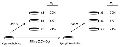 Figure 1. Cell culture condition for placental trophoblast samples. Cell cultures were plated and maintained in a culture support center at 37°C in a 5% carbon dioxide/air atmosphere (20% oxygen, standard conditions). After 4 h to allow attachment, half of the cells from each placenta were continued in standard conditions of 5% carbon dioxide/air for 48 h until exposure to < 1% oxygen conditions, 8% oxygen conditions or standard conditions, while the other half of the cells were exposed to < 1% oxygen, 8%, or standard conditions for 24 h.