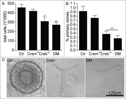 Figure 1. Loss of CREB and CREM impairs the proliferation of striatal precursors. (A–B) Quantitative analysis of total cells in high (A) and clonal (B) density neurosphere cultures established from dissociated GE of E13.5 embryos with the indicated genotypes. Data represent means ± SEM in at least 3 independent experiments. Asterisks indicate significant differences versus control (Ctr; ANOVA) * P <0 .05; ** P<0 .01. (C) Representative images illustrating clone size and morphology.