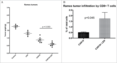 Figure 6. LEN enhances antitumor response in vivo to Ramos Burkitt lymphoma cells. NSG mice were transplanted SC with 5 million Ramos cells and then received one dose of 5 million CAR19 T cells followed with daily IP injection of LEN, 21 d later mice were sacrificed, the tumors were excised and weighted (A). In panel B is shown the infiltration of tumors by CD8+ T cells which was determined by flow cytometry in cell suspension prepared from excised tumors. This experiment was performed once.