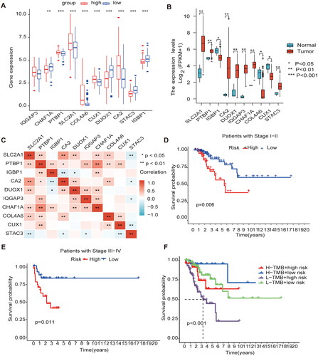 Figure 6. Gene expression and clinical characteristics based on m6A/m5C/m1A methylation model (A) The model gene expression in high and low-risk groups. (B) All ten regulators were significantly expressed in patients with CESC compared with the normal counterparts, of which seven regulators (SLC2A1, PTBP1, CA2, DUOX1, IQGAP3, CHAF1A, STAC3) were significantly up-regulated, and three regulators (IGBP1, CUX1, COL4A6) were significantly down-regulated. (C) Analysis of Pearson correlation of 10 model genes in CESC. (D) Kaplan–Meier curves for Clinical stage I-II. (E) Kaplan–Meier curves for Clinical stage I-II III-IV. (F) K-M analysis of each high and low mutation group in the model high and low-risk groups.