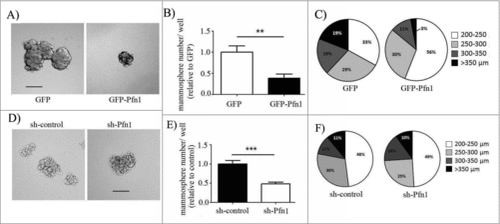 Figure 1. Effects of perturbations of Pfn1 on mammosphere forming ability of MDA-231 cells. (A, D) Representative images of mammosphere formation by GFP control vs GFP-Pfn1 overexpressers (A) and control- vs Pfn1 shRNA expressers (D) of MDA-231 cells (scale bars – 200 μm). (B, C, E, F) Bar graphs (B, E) and pie charts (C, F) summarize the number and the size distribution of MDA-231 mammospheres, respectively, in overexpression and knockdown settings of Pfn1. Data summarized from 3 independent experiments and values are presented as mean ± SD; **p < 0.01; ***:p < 0.001).