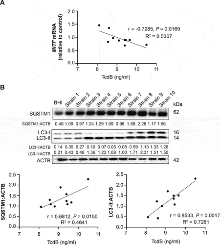 Figure 4. Correlation of MITF mRNA expression and autophagic flux impairment with TcdB released from clinical isolates of C. difficile. PMA-differentiated THP-1 cells were exposed to the medium of stationary-phase culture of different C. difficile clinical isolates (all are ribotype 002) for 6 h. TcdB concentrations were measured by ELISA. (A) Correlation between MITF mRNA levels and TcdB concentrations was shown. (B) Correlations between protein levels of autophagic flux markers (LC3-II and SQSTM1/p62; after normalization with ACTB) and TcdB concentrations are shown. Correlation coefficients and P values were derived from the Pearson correlation test.