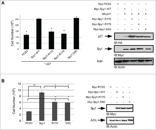 Figure 4. Direct p27 binding is required to override cell cycle arrest by exogenously expressed p27. 293 cells were transfected with Myc-tagged empty–vector (PCS3), Spy1-WT, Spy1-R170, Spy1-R179 or Spy1-D90 in the presence (A) or absence (B) of HA-p27. Cell numbers were assessed using trypan blue exclusion and quantification over 3 separate experiments. Error bars represent SEM. **p < 0.01; * p< 0.05. Right panels represent one representative blot of 3.