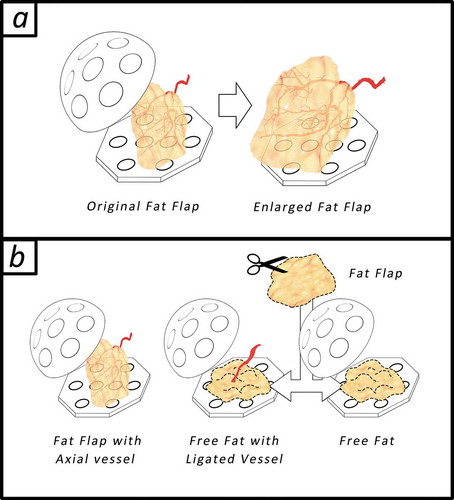 Figure 1. The graphic abstract. (a) tissue engineering chamber model for adipose tissue engineering, a fat flap (0.1 ml) with an axial vessel will regenerate after being transferred into the bigger rigid chamber (r = 1 cm, 2 ml). (b) Animals as divided in to 3 groups randomly: In group A: Standard tissue engineering chamber model was constructed; In group B: the epigastric vessel bundles was dissected from the fat flap and ligated, fat flap was cut into granules and planted into the chamber; In group (C) Free fat was planted in the chamber