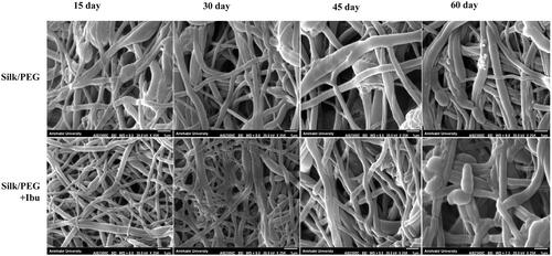 Figure 5. SEM images of SF/PEG and SF/PEG + Ibu nanofibrous membranes after degradation in PBS medium at the diverse time.