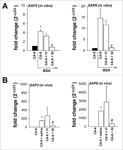 Figure 9. Quantitative analysis of SAP2 and SAP6 genes expression. CA-6 (2 × 106/ml) was incubated in YEPD medium or YEPD medium plus 1% BSA in the presence or absence of IY or GI (both 10 mg/ml) for 24 h at 37°C under agitation. After incubation, fungal cells were lysed and total RNA was extracted and retro-transcribed in cDNA. C. albicans ACT1, SAP2 and SAP6 genes were detected by real-time qPCR and cDNA quantities were reported as fold changes relative to the Candida alone. Black bars indicate CA-6 in YEPD medium without BSA. Data show the mean ± SEM of triplicates of 4 different experiments (A).*, p < 0.05 CA-6 plus BSA vs CA-6. #, p < 0.05 GI-treated CA-6 plus BSA vs CA-6 plus BSA. Vaginal washes from mice intravaginally infected with 2 × 107 CA-6 cells/10 µl/mouse and daily treated with IY (100 mg/ml) or GI (10 mg/ml), were obtained 8 d post-infection. Vaginal washes were centrifuged at 3000 rpm for 5 min, then cellular fractions were lysed and total RNA was extracted and retro-transcribed in cDNA. C. albicans ACT1, SAP2 and SAP6 genes were detected by real-time PCR and cDNA quantities were reported as 2−ΔΔCT relative to the Candida suspension alone. Data show the mean ± SEM of triplicates samples of 3 different mice (B).*, p < 0.05 saline-treated infected mice vs CA-6 suspension used for infection. #,p < 0.05 GI-treated infected mice vs saline-treated infected mice.