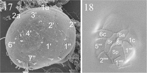 Figs 17, 18. Micrographs showing tabulation of cyst and vegetative cell. Fig. 17. SEM of a cyst of Peridinium umbonatum sensu lato showing details of the epicyst paratabulation. Fig. 18. LM showing the tabulation of the ventral side of the vegetative cell. Key: X′: apical plates; Xa: intercalary plates; X″: precingular plates; Xc: cingular plates; Sa: apical sulcal plate; Sp: posterior sulcal plate; Sr: right sulcal plate; Sl: left sulcal plate; X′″: postcingular plates; X″″: antapical plates).