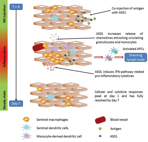 Figure 2. Immune responses following vaccination with AS01-adjuvanted vaccine at the injection site (muscle). The immune response to an AS01-adjuvanted vaccine injected into a muscle involves multiple cellular interactions. The adjuvant effect requires the spatial and temporal co-localization of AS01 and antigen. The two immune-stimulatory components of AS01, MPL and QS-21, act synergistically together to stimulate the release of immune mediators by innate cells allowing an enhanced neutrophil and monocyte recruitment at the injection site. The AS01-adjuvanted vaccine induces an early and transient activation of the innate immune response. Cellular and cytokine responses peak at day 1 and are fully resolved by day 7.