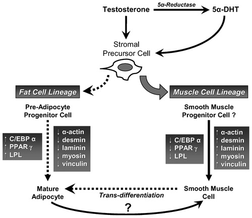 Figure 1. Postulated effects of testosterone on stromal precursor cell differentiation.