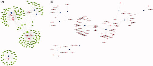 Figure 4. LncRNA TF mRNA network analysis. (A) LncRNA-TF-mRNA network analysis of CON vs HP. There are 1,356 interactions pairs, 4 TFs, 8 lncRNAs and 147 mRNAs in the network. Blue nodes represent TFs, red nodes represent lncRNAs, green nodes represent target genes and the node size is proportional to its outward connection; (B) LncRNA-TF network analysis of CON vs HP. There are 100 lncRNA‐TF interactions pairs, 11 TFs and 84 lncRNAs in the network. Blue nodes represent TFs, red nodes represent lncRNAs and the node size is proportional to its outward connection. lncRNA, long non-coding RNA; TF, transcription factor.