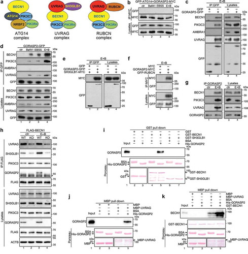 Figure 6. GORASP2 interacts with the PtdIns3K UVRAG complex and facilitates its assembly. (a) Diagram showing the components in the three distinct PtdIns3K complexes. (b-f) GORASP2 binds the PtdIns3K UVRAG complex. HeLa cells were transfected with indicated proteins, treated with indicated medium for 4 h, and analyzed by immunoprecipitation and western blotting. (g) Endogenous GORASP2 interacts with the PtdIns3K UVRAG complex. NRK cells were treated with growth medium (ctr) or EBSS and 400 nM BafA1 (E + B) for 4 h and immunoprecipitated with a GORASP2 antibody followed by western blotting for BECN1, VPS34, UVRAG and GORPAS2. (h) GORPAS2 facilitates the assembly of the PtdIns3K UVRAG complex. Wild type (WT) or GORASP2 knockout (KO) HeLa cells were transfected with FLAG-BECN1, treated with growth medium (ctr) or EBSS and 400 nM BafA1 (E + B) for 4 h and immunoprecipitated with a FLAG antibody followed by western blotting for UVRAG, SH3GLB1, VPS34, GORASP2 and FLAG. ACTB was used as loading control. Asterisk indicates the IgG heavy chain. (i-j) GORASP2 directly interacts with BECN1 and UVRAG. (i) GST and GST-tagged BECN1 and SH3GLB1 proteins were incubated with recombinant His-tagged GORASP2, pulled down with glutathione beads, and blotted for GORAP2. BSA was included as a negative control. (j) MBP and MBP-tagged UVRAG were incubated with recombinant His-tagged GORASP2, pulled down with amylose beads, and blotted for GORASP2. (k) GORASP2 facilitates BECN1 and UVRAG interaction. MBP and MBP-tagged UVRAG were incubated with recombinant GST-tagged BECN1 in the presence of BSA (as negative control) or His-GORASP2, pulled down with amylose beads, and blotted for BECN1. Ponceau stain shows the input and arrows indicate the position of indicated proteins.