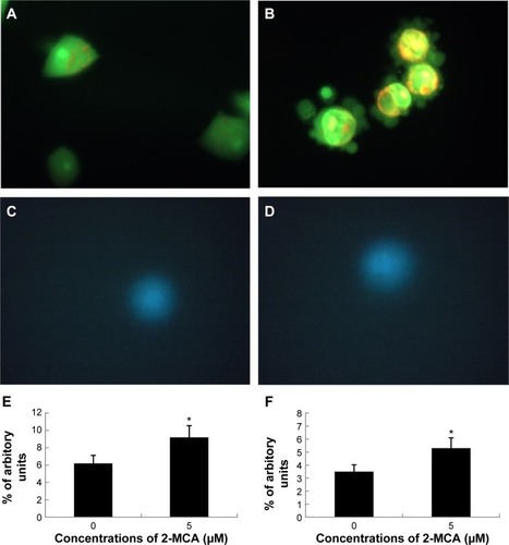 Figure 2 2-MCA-induced nuclear fragmentation in SK-Hep-1 cells.