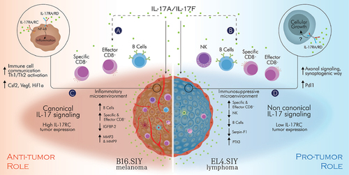 Figure 8. Proposed model of the role of the IL-17A/F:RA pathway in cancer.
