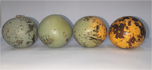 Figure 2. The image above shows the color changes occurring in S. madagascariensis fruits during ripening of mature fruit.