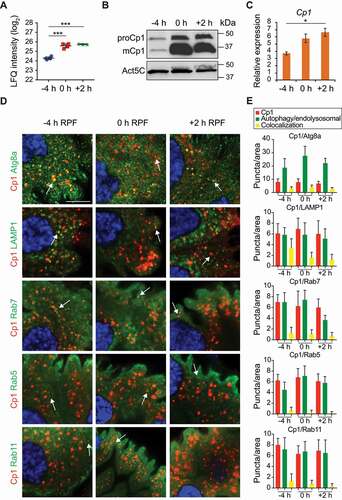 Figure 2. Cp1 localizes to late endosomes and lysosomes in the midgut. (A) LFQ intensity of Cp1 at −4 h RPF, 0 h RPF and +2 h RPF as measured by mass spectrometry. Biological replicates for −4 and 0 h RPF (n = 4) and 3 for +2 h RPF (n = 3), error bars ± SD. *** p < 0.0001. (B) Immunoblot analysis of Cp1 with protein lysates from midguts during degradation at −4 h RPF, 0 h RPF and +2 h RPF showing increased Cp1 levels in wild-type (w1118) with Act5C (Actin 5 C) as load control. The inactive proform of Cp1 (proCp1) is ~40 kDa and the mature form (mCp1) is ~35 kDa. (C) The level of Cp1 transcripts from wild-type (w1118) larval midguts at −4 h RPF, 0 h RPF and +2 h RPF were measured by qRT-PCR from total RNA extracts. RpL32 mRNA was used as the reference gene. Data are from three independent experiments, each containing 10 midguts per group (means ± SEM). (D) Immunostaining of Cp1 (red) with autophagy marker Atg8a (Mex-GAL4/+; pGFP-Atg8a/+) (green) and endolysosomal markers Rab5, Rab7, Rab11 and LAMP1 (Mex-GAL4/+; UAS-GFP-Rab5/+, Mex-GAL4/+; UAS-GFP-Rab7/+, Mex-GAL4/UAS-Rab11 and Mex-GAL4/UAS-GFP-LAMP1) (green). DNA is stained by Hoechst (blue). Scale bar: 10 μm. (E) Quantification of puncta per area from (D) with Cp1-positive puncta (red), various autophagy/endolysosomal markers (green) and colocalized puncta (yellow) (average puncta/area ± SD)