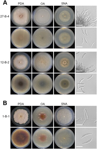 Figure 3. Morphological characteristics of the three fungal species in this study. (A) Colony morphology of Colletotrichum spp. after 6 days at 25 °C, from left to right potato dextrose agar (PDA), oatmeal agar (OA), synthetic nutrition-poor agar (SNA), and microscopic images of conidiophore and conidia. Scale bar: 20 µm. (B) Colony morphology of Fusarium brachygibbosum after 6 days at 25 °C, from left to right PDA, OA, SNA, and microscopic images of phialide and conidia. Scale bar: 20 µm.