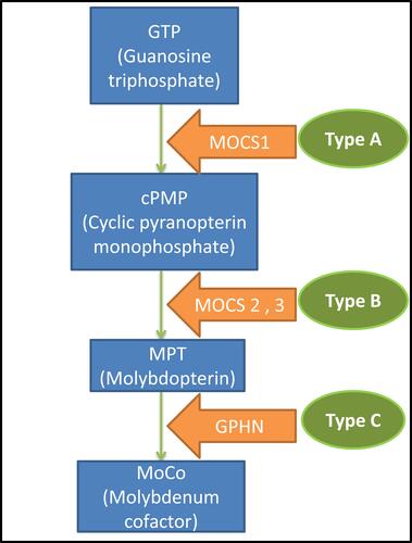 Figure 3 Biosynthesis of the molybdenum cofactor and the disease classification.
