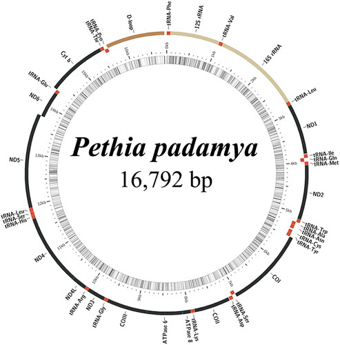 Figure 2. Gene map of the mitochondrial genome of Pethia padamya.