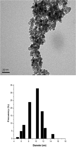 Figure 1. TEM image and diameter distributions of magnetite nanoparticles.