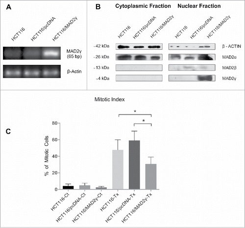 Figure 3. Ectopic expression of MAD2γ in the SAC-competent colorectal cancer cell line HCT116. (A) MAD2γ mRNA expression was determined by semiquantitative RT-PCR using specific primers pairing exon 1 (forward) and the spliced region between exon 1 and exon 4 (reverse). (B) Protein levels were detected by Western blotting using the MAD2 polyclonal antibody N-19, which recognizes the N-terminus of MAD2. (C) When cells were treated with 100 nM Taxol for 12 h, MAD2γ overexpression significantly decreased the mitotic index compared to non-transfected cells (HCT116-Tx, P = 0.03) and cells transfected with empty vector (HCT116/pcDNA-Tx, P = 0.0001).