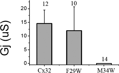 Figure 4 Junctional conductance induced by tryptophan substitution in Cx32 shows no effect at position F29, but a complete loss of function at M34 on the other side of the M1 helix. Each mutant was tested heterotypically with wtCx32 and conductance was determined from the maximum current induced during a +/−100-mV voltage step. Numbers displayed above the bars represent the number of pairs tested. RNA was quantitated by gel electrophoresis and equal amounts of RNA were injected into stage VI oocytes for each mutant, as well as for wtCx32. Oocytes were preinjected with 3 ng of morpholino antisense directed against endogenous Xenopus Cx38 1 or 2 days prior to recording.